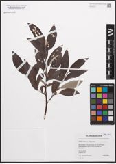 Foto von Salix caprea L. x Salix lapponum L.
